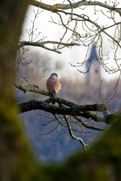 A kestrel sitting on a branch
In the background is a church vissible 
photographed through a tree fork