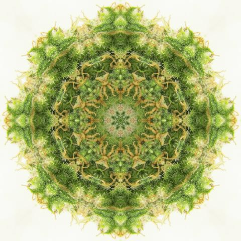 Mandala from a photo of female cannabis flowers