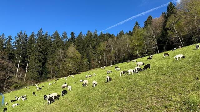 A flock of sheep including many lambs grazes a steep inclined pasture bordered by trees under a blue sky with a single white contrail.