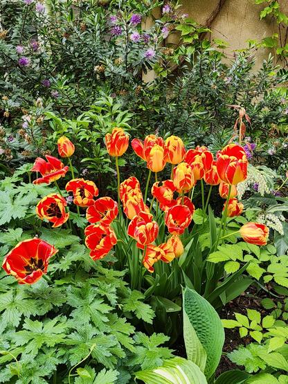 Tulipes rouges en fleurs corolle ouvertes dans un jardin parisien