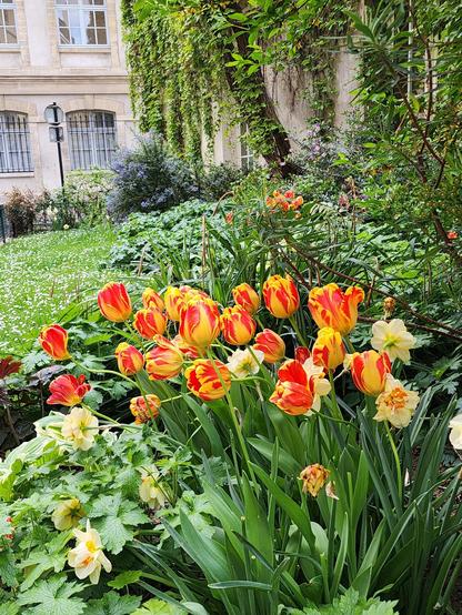 Tulipes rouges en fleurs corolle ouvertes dans un jardin parisien de plus loin