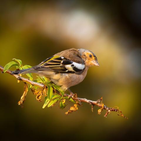 𝗣𝗶𝗰𝘁𝘂𝗿𝗲 𝗗𝗲𝘀𝗰𝗿𝗶𝗽𝘁𝗶𝗼𝗻 (𝗘𝗻𝗴): A Common Chaffinch perched on a branch with some green leaves and others dry. The bird looks to the left. The background is blurred with shades of chiaroscuro and gold.

𝗗𝗲𝘀𝗰𝗿𝗶𝗽𝗰𝗶𝗼́𝗻 (𝗘𝘀𝗽): Un Pinzón Vulgar posado en una rama con algunas hojas verdes y otras secas. El pajarito mira hacia la izquierda. El fondo es borroso con tonos de claroscuro y dorado.