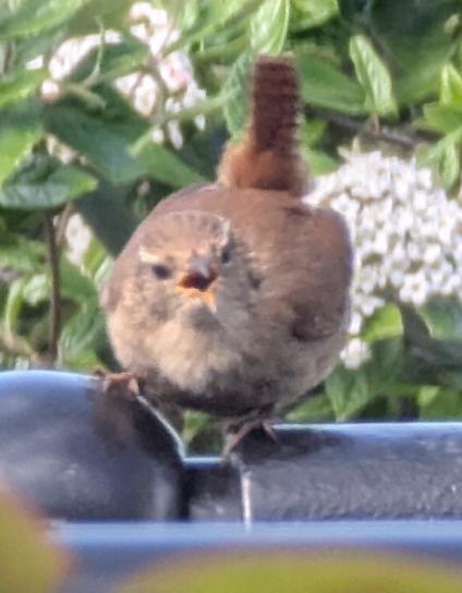 A photo of a wren singing in the garden - very noisy for such a tiny bird!