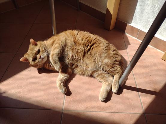Donnie the red cat turning his belly into the sun. The sun is now so high in the sky that it doesn't reach the top of the table so much.