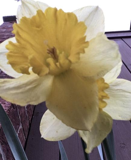 yellow and white daffodil viewed up close from below. Brown wooden fence in background