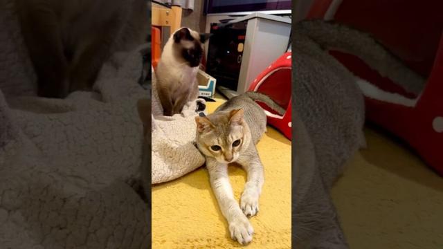 起き上がりもせずにオモチャをペシペシするシンガプーラとそれを見物するたぬき猫なのにゃ♪ #cat #シンガプーラ #トンキニーズ#たぬき猫#singapura#tonkinese