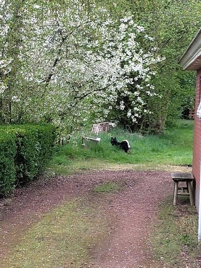 Bliksem in the greens, below a white blossom cherry tree