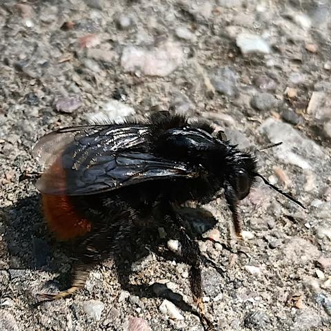 auf straßenbelag krabbelt eine schwarze hummel von links nach rechts durchs sonnenlicht, die transparenten flügel auf dem rücken zusammengelegt. sie hat einen orangen plüsch-popo, pelzige beine, hier etwas bewegungsunscharf, große glänzende augen und eher kurze, dünne fühler