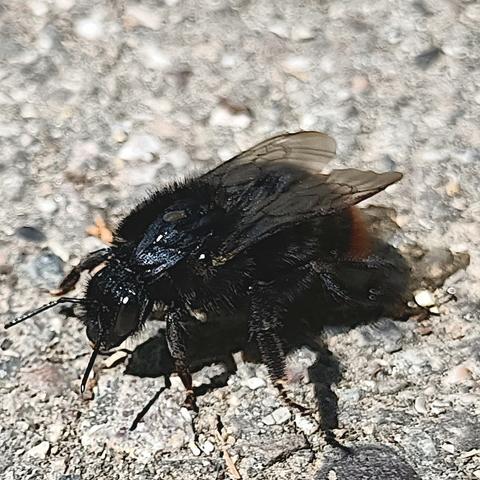 dieselbe hummel von der anderen seite, etwas mehr von vorne, so ist der kopf, die großen augen besser zu sehen, trotzdem ist nur begrenzt etwas zu erkennen, da alles an der hummel schwarz ist (außer der hintern, aber der ist hier perspektivisch kaum in bild) und im kontrast zum hellen bodenbelag etwas verschwindet.