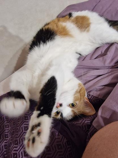A calico cat is playfully lying on a purple bedspread, stretching its paws towards the camera, with its tongue slightly sticking out.