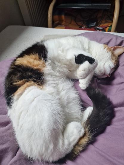 A calico cat is curled up and sleeping on a purple pillow. Its fur is a mix of white, black, and orange. A cozy indoor setting is visible in the background.