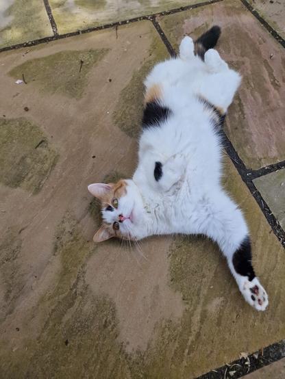 A calico cat is lying on its back on a stone patio, showing its belly. The cat has orange, black, and white fur and is looking up with a relaxed expression.