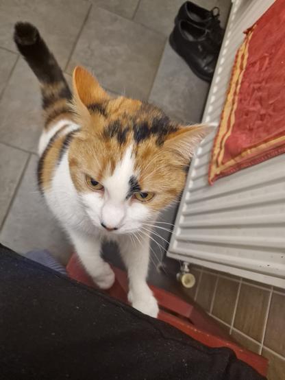 A close-up image of a calico cat standing on a red surface, looking curiously at the camera. The background includes a tile floor, a radiator, and a pair of shoes. The cat has a mix of orange, black, and white