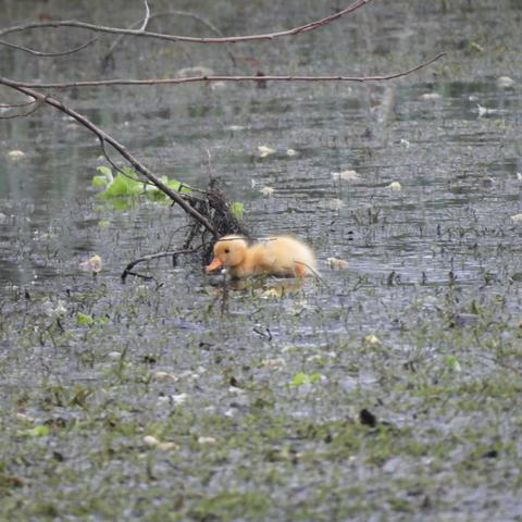 A fluffy yellow duckling swimming on a green, weedy pond, with a stick, um, sticking out of the water behind it.