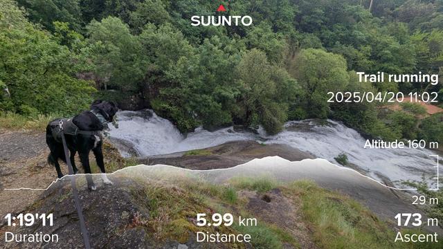 Paddy the Irish mutt standing on the wet rocks above the roaring waterfall and across the river the green trees of the forest can be seen. With my running stats imprinted on top