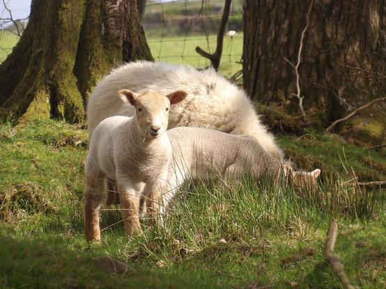 Mae oen a'i fam yn sefyll yn y gwair, gyda coed yn y cefndir. Yr haul yw'n gryf iawn!