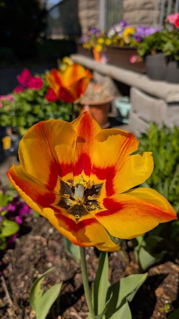 Das Bild zeigt eine prächtige Tulpe im Vordergrund, die in voller Blüte steht. Die Tulpe hat leuchtend gelbe Blütenblätter mit roten Streifen, die sich von der Mitte nach außen ausbreiten. Im Zentrum der Blüte befinden sich die Staubblätter und der Stigma, die mit gelber Pollen bedeckt sind. Die Blüte steht auf einem grünen Stängel mit einigen Blättern.

Im Hintergrund sind weitere Blumen und Pflanzen zu sehen, darunter eine weitere Tulpe und verschiedene Pflanzen in Blumenkästen. Die Blumenkästen sind auf einem Steinbalken platziert, der an eine Hauswand grenzt. Die Umgebung ist sonnig und die Farben sind lebhaft und fröhlich. Der Boden ist mit Erde bedeckt, und es gibt einige weitere Pflanzen im Vordergrund, die die Tulpe umrahmen.