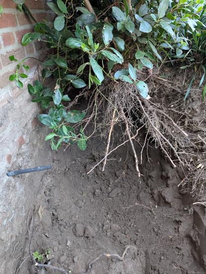 foto van graafwerk in de tuin met blootgelegde struik en oude kabel van sproeisysteem