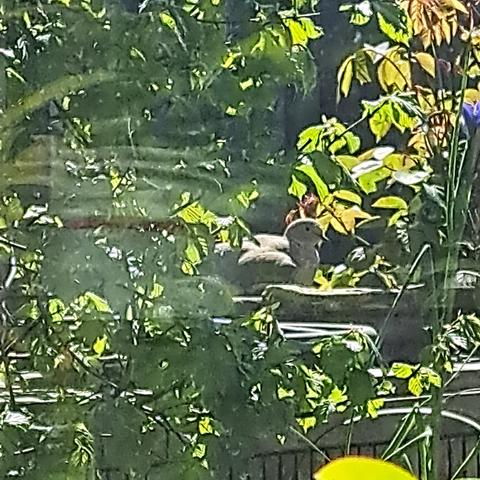 A collared dove resting on top of two pieces of stone. The stones are on top of a garden table that is obscured by foliage from a hazel hedge and various other plants.