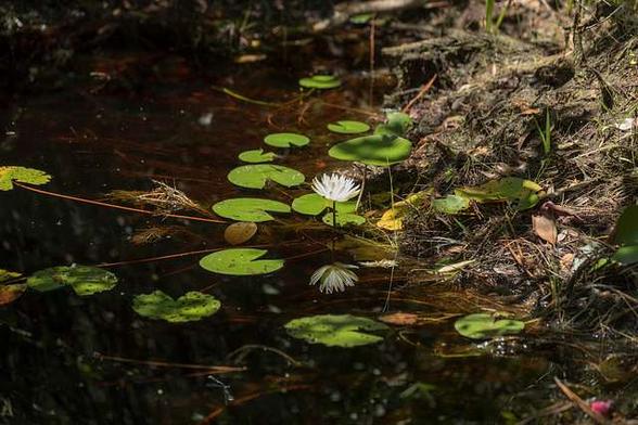 Public domain photo showing the edge where the "blackwaters" of the Okefenokee Swamp meet the land. Green lilypads with bloom reflected in the molasses colored waters.