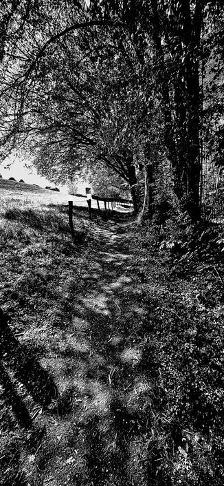 Fussweg durch den Wald mit Blick auf eine Kuhweide im Frühling 2025 in Wermelskirchen

Footpath through the forest with a view of a cow pasture in spring 2025 in Wermelskirchen