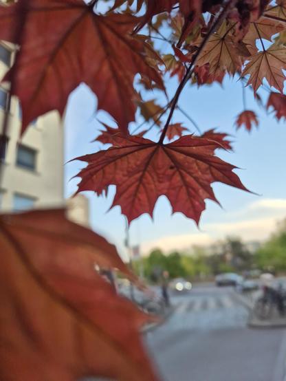 Red maple leafs against the blurry backdrop of a blue sky, a street with cars & bikes and some green trees.