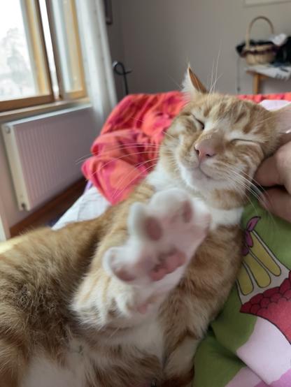 Cat is enjoying his day and stretching his paw 🐾