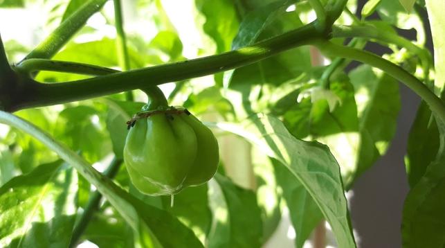 Close-up of an unripe green habanero pepper growing on a plant, surrounded by green leaves and stems in bright sunlight.