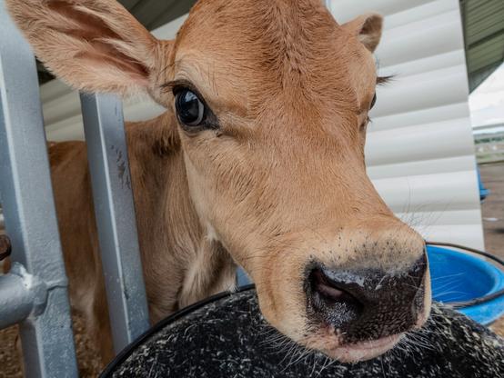 Close-up photograph of a young calf with light brown fur. The calf's face is prominently featured, showing one large dark eye and an ear visible at the top left. The animal appears to be in an enclosure with metal bars visible on the left side. In the background, there are white panels, possibly part of a barn or shelter structure. A blue container can be seen in the lower right corner of the image. The calf's black nose is in focus in the foreground, and the animal appears to be looking directly at the camera.