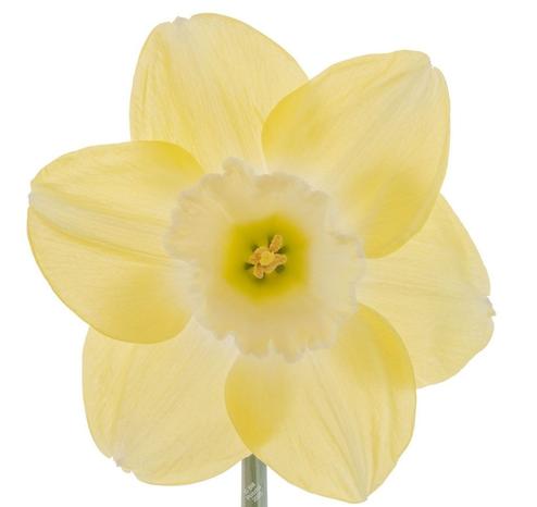 On a stark white background, a single bloom. Looking into it "face on". The petals at ovate, almost triangular, pale yellow, even paler at the proximal end. The corona is similarly pale yellow, green in the very middle. The stamens and pistil are pretty typical and a deeper yellow. It's my favourite daffodil, and the colour is elusive and hard to photograph, very subtle and diffuse. It's prettiest on cloudly rainy spring days.