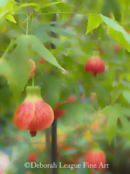 Red Tiger Flowering Maple, fine art photography. Known for its arching branches and weeping or drooping blooms that resemble Chinese lanterns, this semi-tropical shrub has long been a favorite in the southern United States. The broad, maple-like leaves can reach up to 8 inches in width. This particular specimen can be found in the conservatory at Longwood Gardens, located in Kennett Square, Pennsylvania.