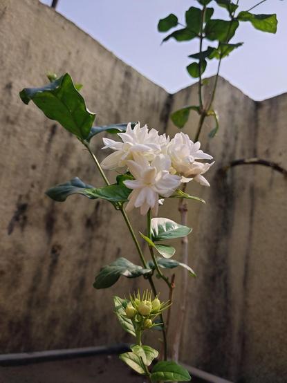 Picture taken from a lower angle, of a young jasmine (Jasminium sambac) tree with a dense cluster of three visible fully open flowers, against a blurry background of a rain-stained wall and a cloudless blue April sky. The flowers are creamy white in colour, and the big leaves a deep warm green. Not pictured: the incredible fragrance.