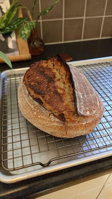 One sourdough bread!
