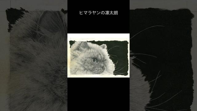 ヒマラヤンの凛太朗くんを描きました #邦ロック #ペン画 #ヒマラヤン #アート #メイキング #イラスト #himalayan