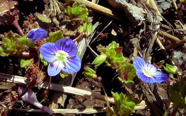 Birds-Eye Speedwell flowers. Light blue petals with a few darker blue stripes on them. Petals are irregular, one is smaller than the other three. Center is white and green. These a small, maybe 1/2 inch in diameter.