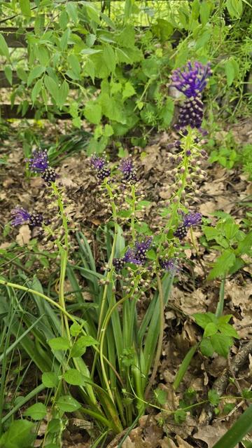 Alcune piantine di lampascione in fiore.