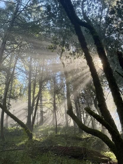 Sunlight filters through a misty forest, creating a serene atmosphere. Tall trees with green foliage and moss-covered trunks are visible, along with soft rays of light piercing through the fog. The ground is lush with greenery, enhancing the tranquil setting.
