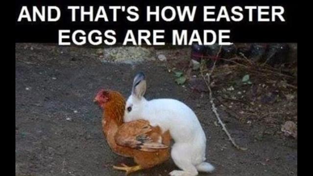 Bunny mounting a chicken. Caption : AND THAT'S HOW EASTER
EGGS ARE MADE