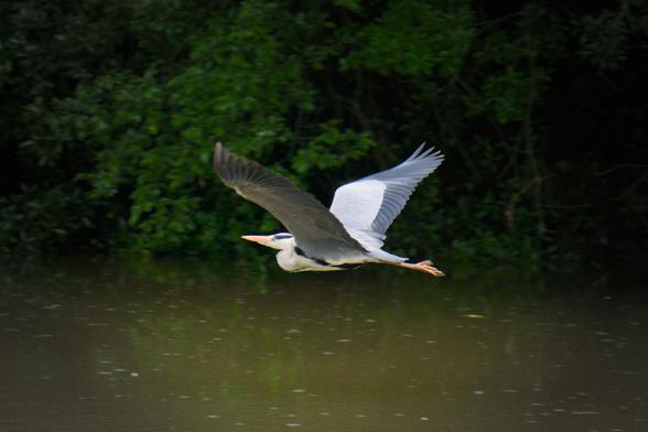 Garza Real volando.