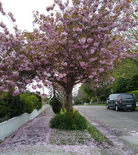 that time of year when trees blossom and shower the footpath with pink petals