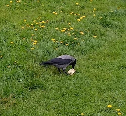 a crow tackling a cracker on some green space. preparing to fly away with it.