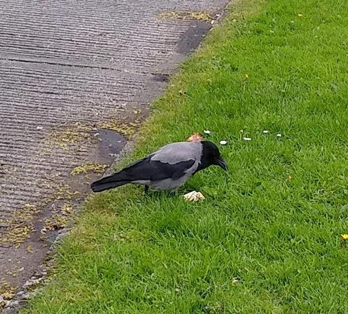 a crow chowing down on a cream cracker. no seagulls nearby to steal it.