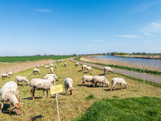 Sheep grazing in a fenced field near a canal in Eemnes, Netherlands.