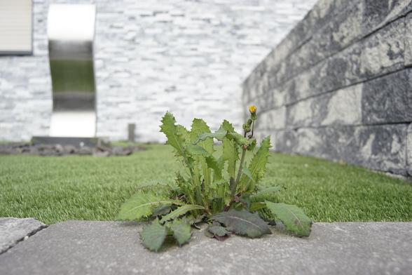 Zwischen Kunstrasen und Steinmauer hat sich ein Löwenzahn ausgesät. Er gedeiht prächtig.