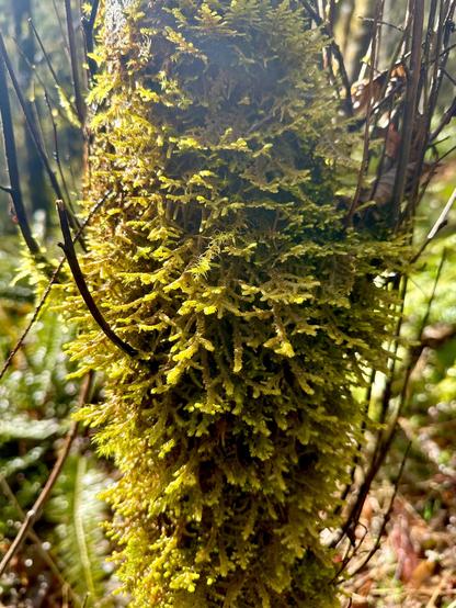 A tree trunk thickly covered in moss. The dense fronds, a few centimeters long, stick out perpendicular and curve upward in the morning sunlight.