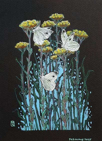 A drawing of 3 Cabbage White butterflies perched on tall yellow flowers with a blue background to the lower area of the composition. The drawing is on Black paper.
The Cabbage White butterfly is a species that thrives in diverse habitats, these small to medium-sized white butterflies with dark wingtips and spots are a familiar sight, fluttering in abundance during late spring and summer.
An original art work
Colour pencil and mixed media on acid free toned artist paper
5 by 7 inches (12.7 by 17.8 cm).
Sold unframed