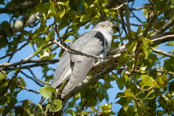 Cuckoo up in a tree looking towards the right.