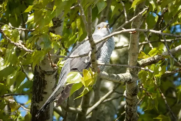 Cuckoo up in a tree looking towards the right.
