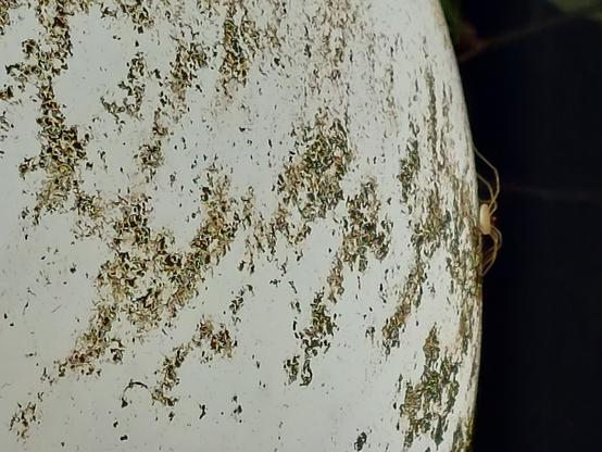 a close-up of a VERY dirty street lamp bulb, that resembles pictures of the surface of the sun; illuminated on the right edge is a spider of some sort or another, poised on prime real estate for all the bugs that will be drawn to the light