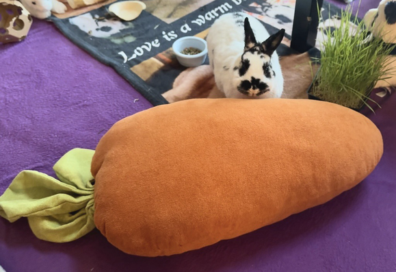 A small Netherlands dwarf stands behind a giant carrot pillow. She gave the carrot top a good sniff after this picture.